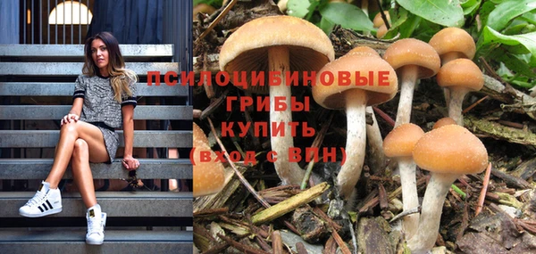 прущие грибы Баксан